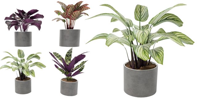 Calathea Collection 2 Model 3D .c4d .max .obj .3ds .fbx .stl .blend 