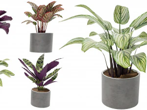 Calathea Collection 2 3D Model