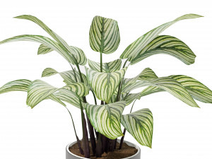 Calathea Collection 2 Model 3D