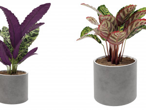 Calathea Collection 2 Model 3D