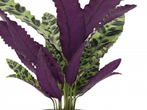 Calathea Collection 2 Model 3D