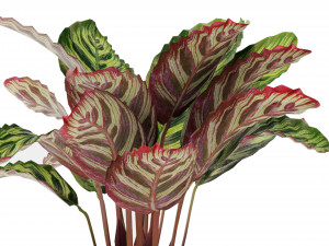 Calathea Collection 2 Model 3D