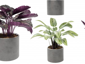 Calathea Collection 2 Model 3D