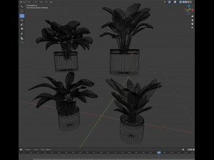 Calathea Collection 2 Model 3D