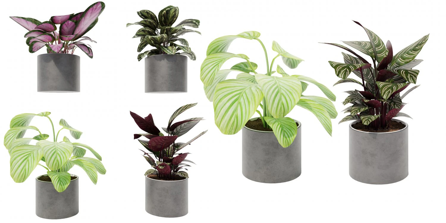 Calathea Collection 3 3D Model .c4d .max .obj .3ds .fbx .stl .blend 