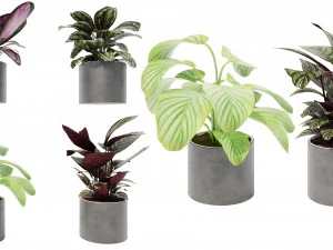 Calathea Collection 3 3D Model