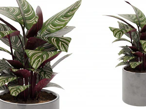 Calathea Collection 3 3D Model
