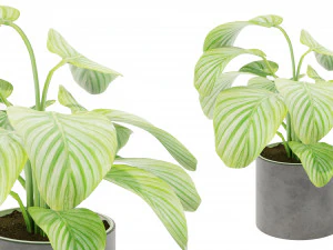Calathea Collection 3 3D Model