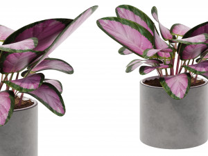 Calathea Collection 3 Modello 3D