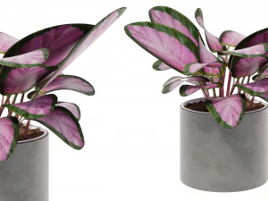 Calathea Collection 3 3D Model