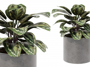 Calathea Collection 3 Modello 3D