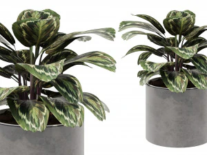 Calathea Collection 3 3D Model