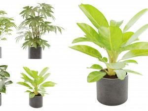 Collection plant vol 2 3D-Modell