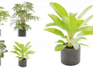 Collection plant vol 2 3D Model