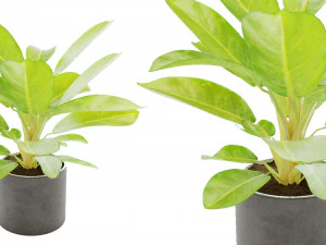 Collection plant vol 2 3D Model