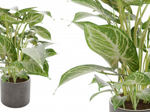 Collection plant vol 2 Modelo 3D