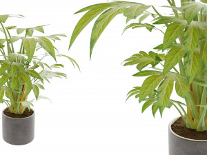 Collection plant vol 2 Modelo 3D