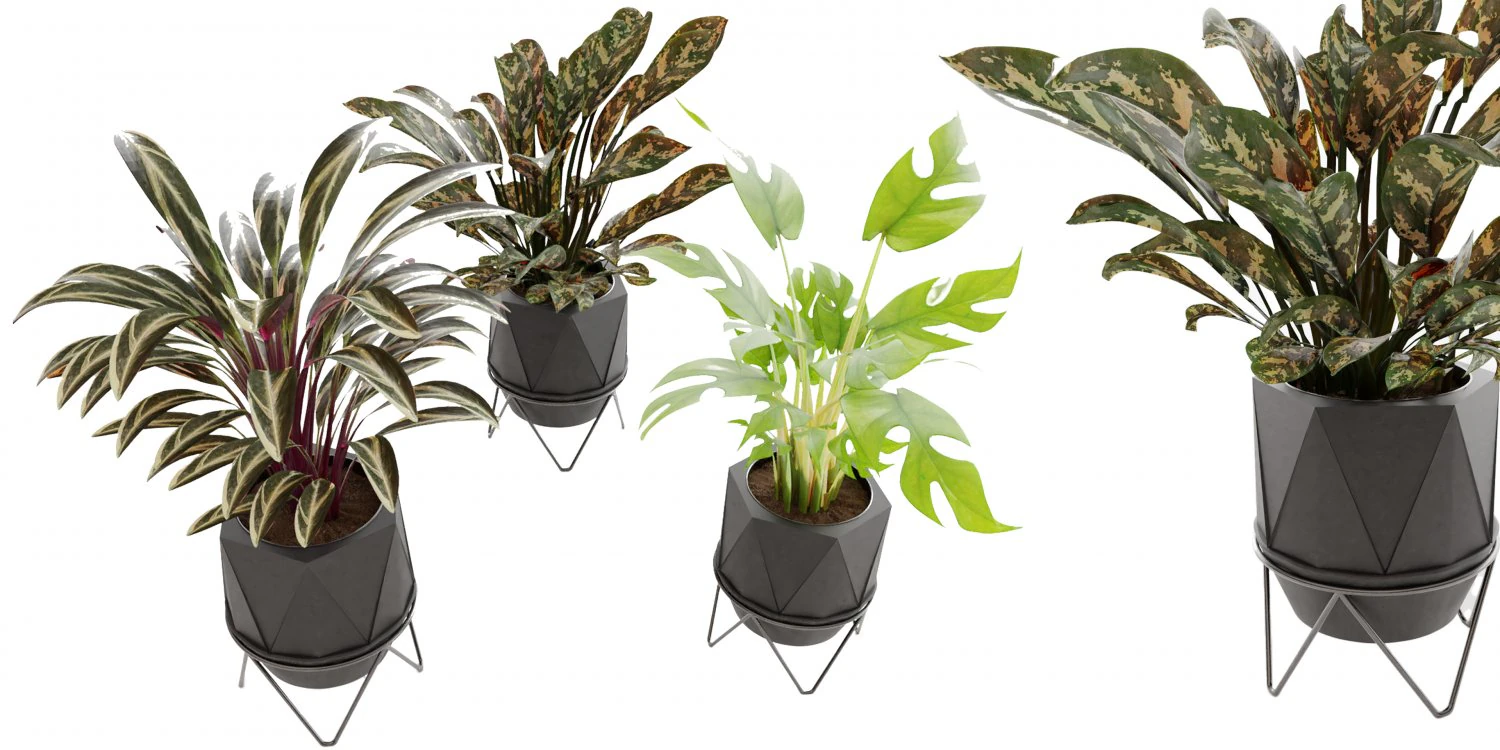 Collection Plant Vol 3 3D Model .c4d .max .obj .3ds .fbx .stl .blend