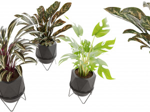 Collection Plant Vol 3 3D Model