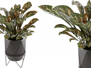 Collection Plant Vol 3 3D Model