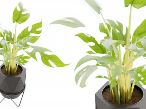 Collection Plant Vol 3 3D Model