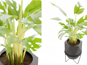 Collection Plant Vol 3 3D Model