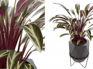 Collection Plant Vol 3 3D Model