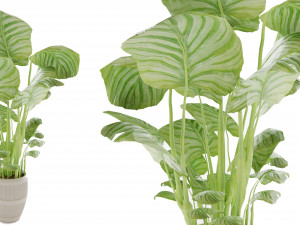 Collection Plant Vol 4 3Dモデル