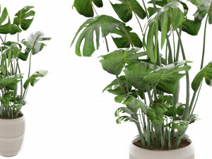 Collection Plant Vol 4 3Dモデル