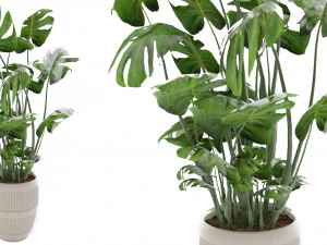 Collection Plant Vol 4 3D Model