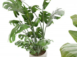 Collection Plant Vol 4 3D Model