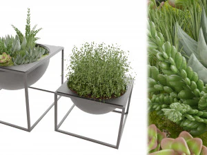 Collection Plant Vol 11 3D Model