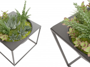 Collection Plant Vol 11 Model 3D