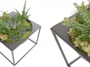 Collection Plant Vol 11 3D Model