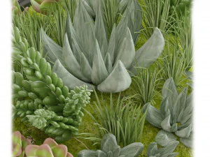 Collection Plant Vol 11 3D Model