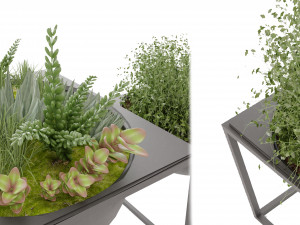 Collection Plant Vol 11 Model 3D