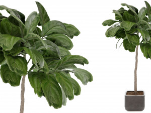 Collection Plant Vol 18 Modello 3D