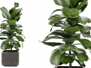 Collection Plant Vol 18 Modello 3D
