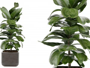 Collection Plant Vol 18 3D Model