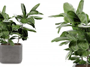 Collection Plant Vol 18 3D Model
