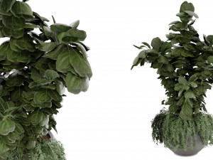 Collection Plant Vol 30 3D Model