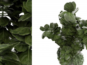 Collection Plant Vol 30 3D Model