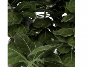 Collection Plant Vol 30 3D Model