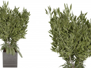 Collection Plant Vol 31 Modello 3D