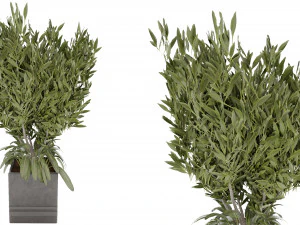 Collection Plant Vol 31 3D Model