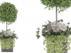 Collection Plant Vol 31 Modello 3D