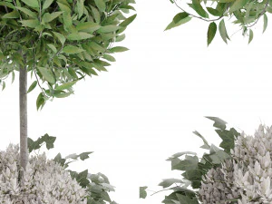 Collection Plant Vol 31 3D Model