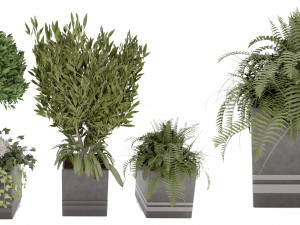 Collection Plant Vol 31 Model 3D