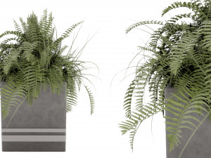 Collection Plant Vol 31 Modello 3D