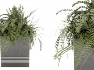 Collection Plant Vol 31 3D Model